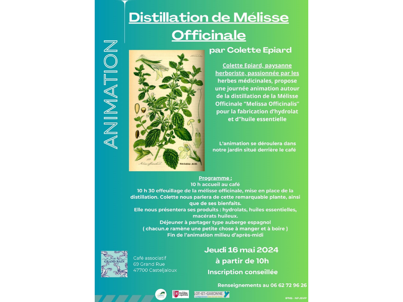Distillation de Mélissa Officinale