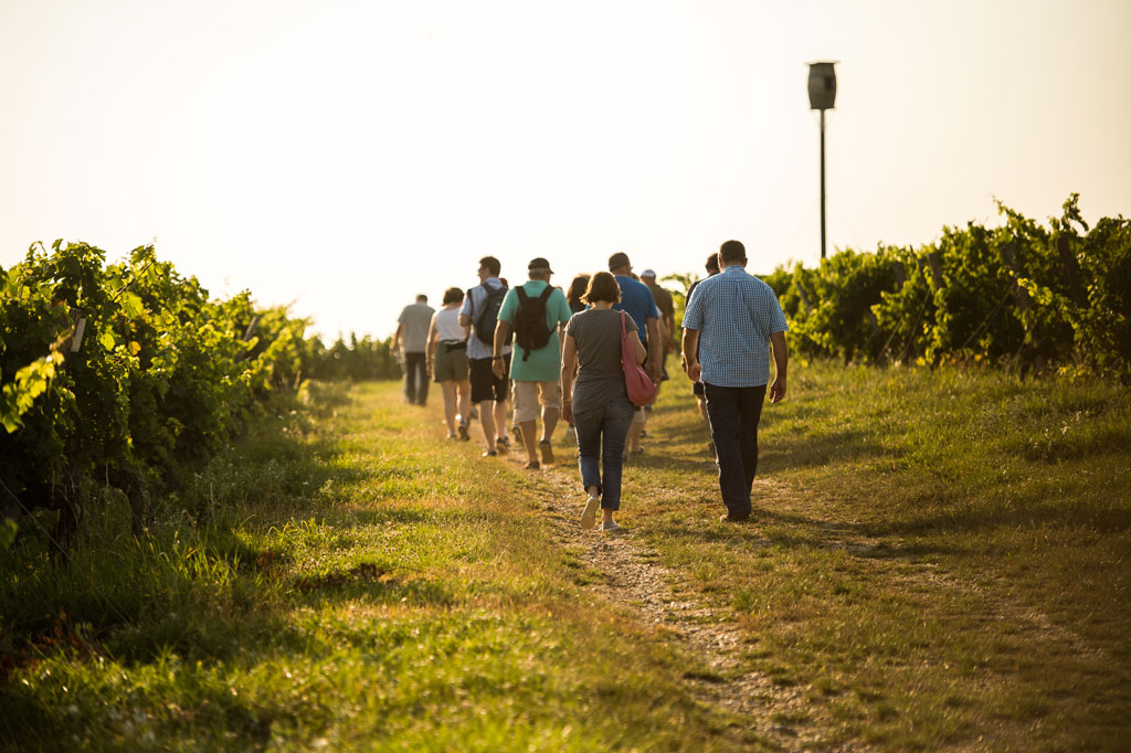 The Winegrowers of Buzet