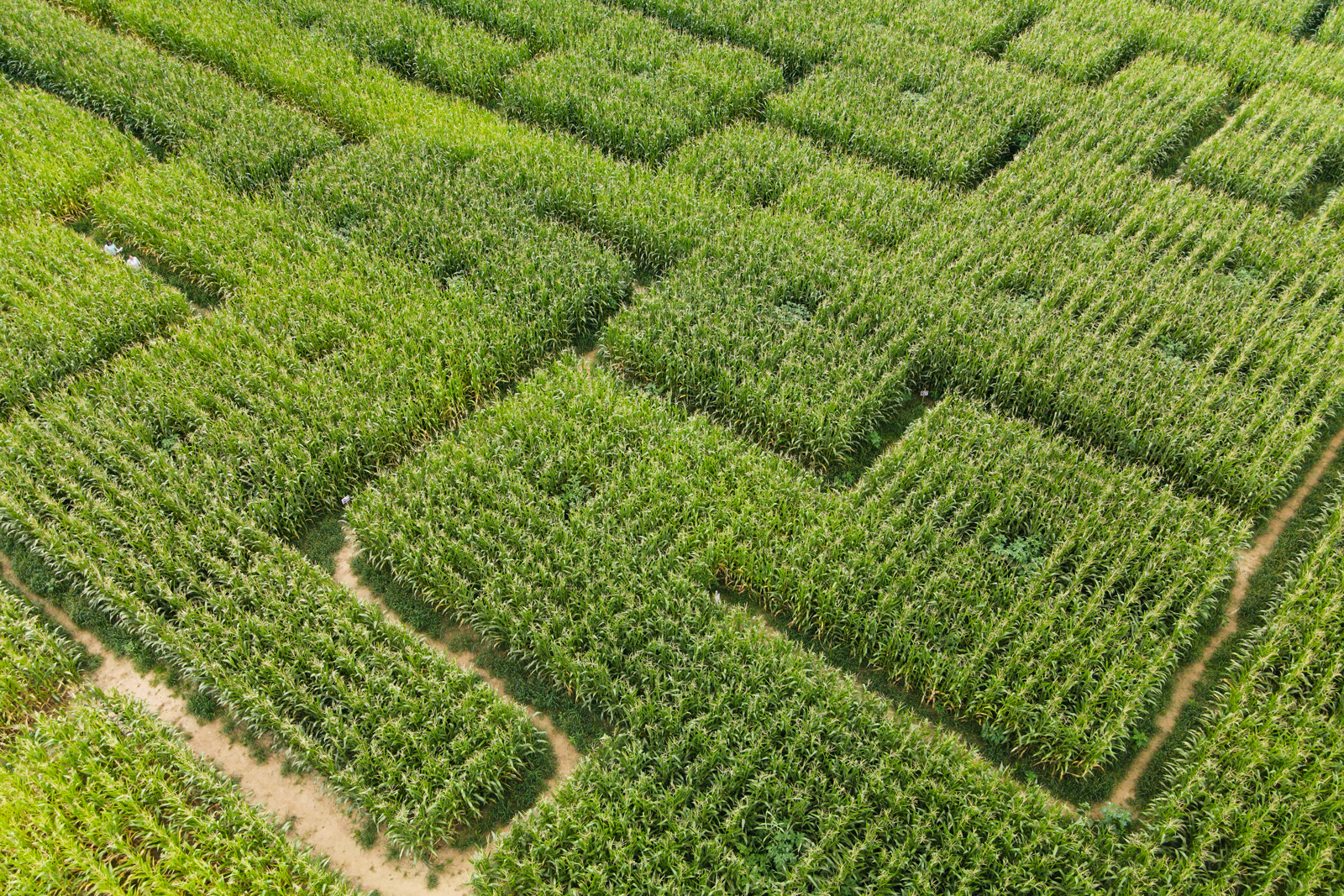 Labyrinthe de maïs de La ferme et Musée du Pruneau