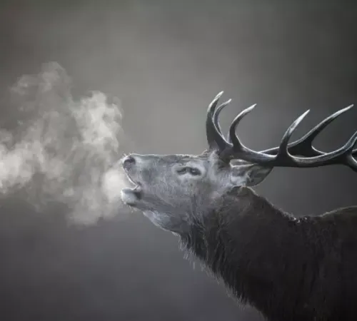 Soirée brame du cerf