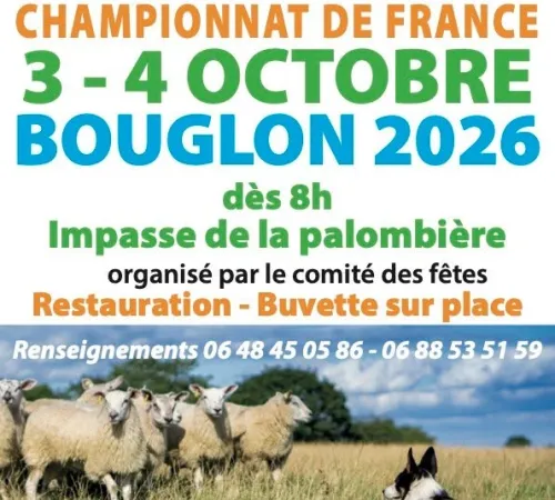 Concours national de chien de berger