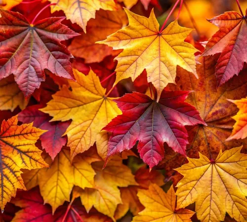 Repas d'automne