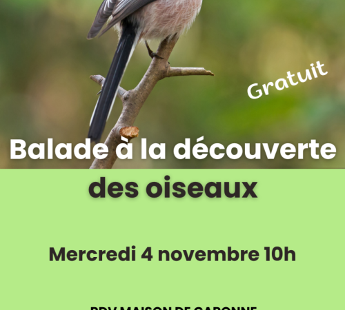 Balade nature à la découverte des oiseaux