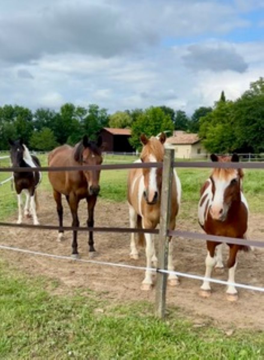 Cours privés ou collectifs, balades, stage d'é ...