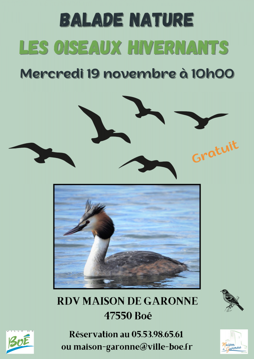 Balade nature sur les oiseaux hivernants