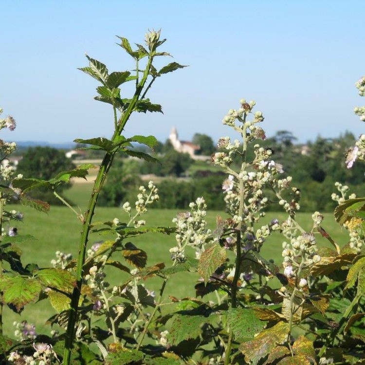 Rando douce - Tournon d'Agenais