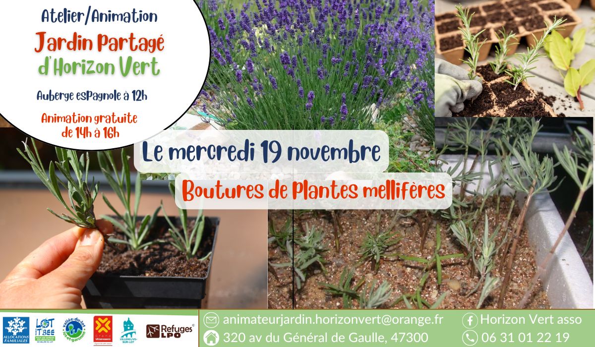 Atelier boutures de plantes mellifères