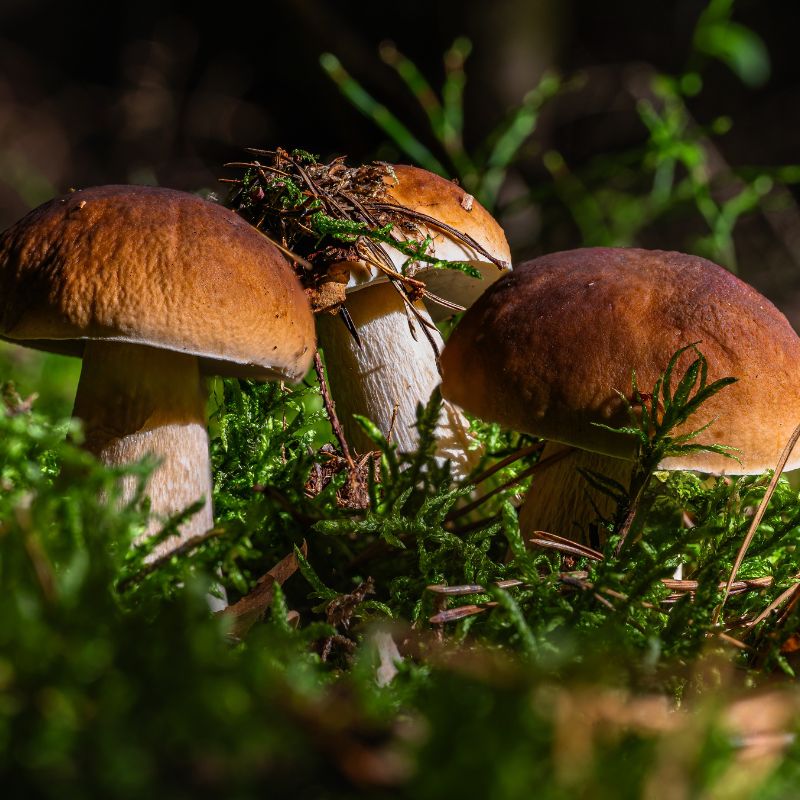 Repas traditionnel - Journée champignons