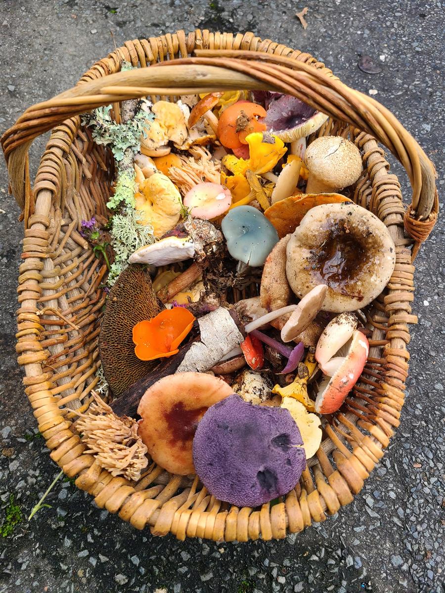 Journée mycologique : ... - Crédit: FB Société mycologique et botanique du Périgord | CC BY-NC-ND 4.0
