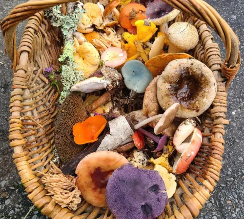 Journée mycologique : cueillette de champignons