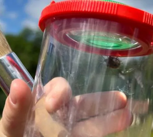 Animation nature en famille : Insectes à la loupe