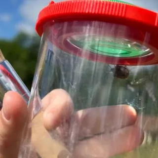 Animation nature en famille : Insectes à la loupe