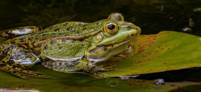 Animation nature en famille : Enquête de Gribo ...