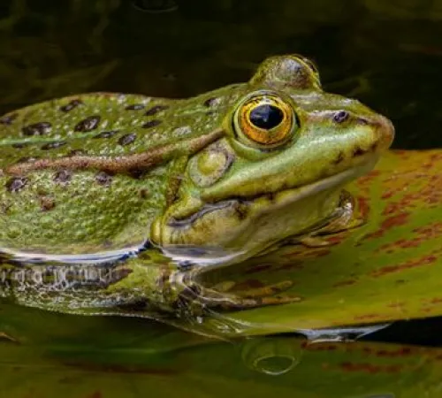 Animation nature en famille : Enquête de Gribouille