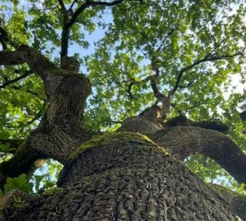 Animation nature en famille : Les murmures du vieux chêne