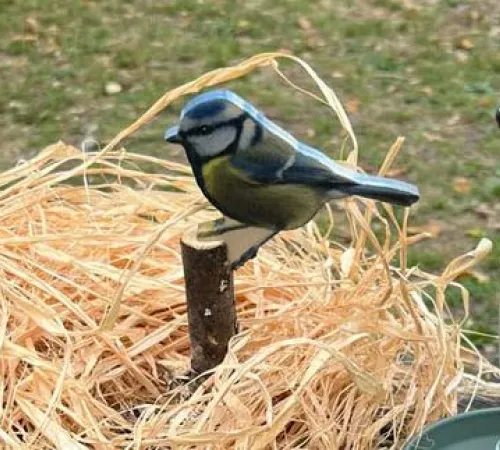 Animation nature en famille : Coup de pouce aux oiseaux