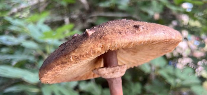 Animation nature en famille : Scrutons les cha ...