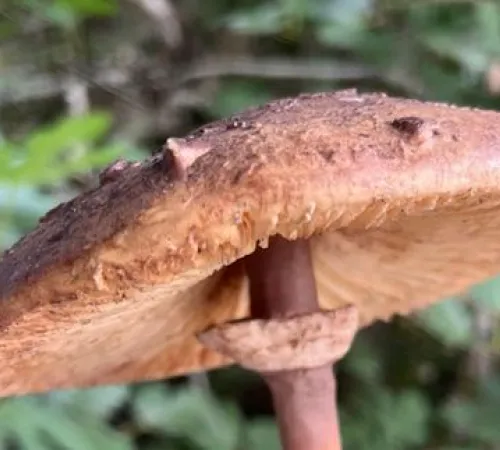 Animation nature en famille : Scrutons les champignons