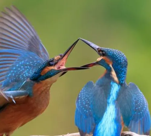 Journée immersive en famille : La rentrèe nature