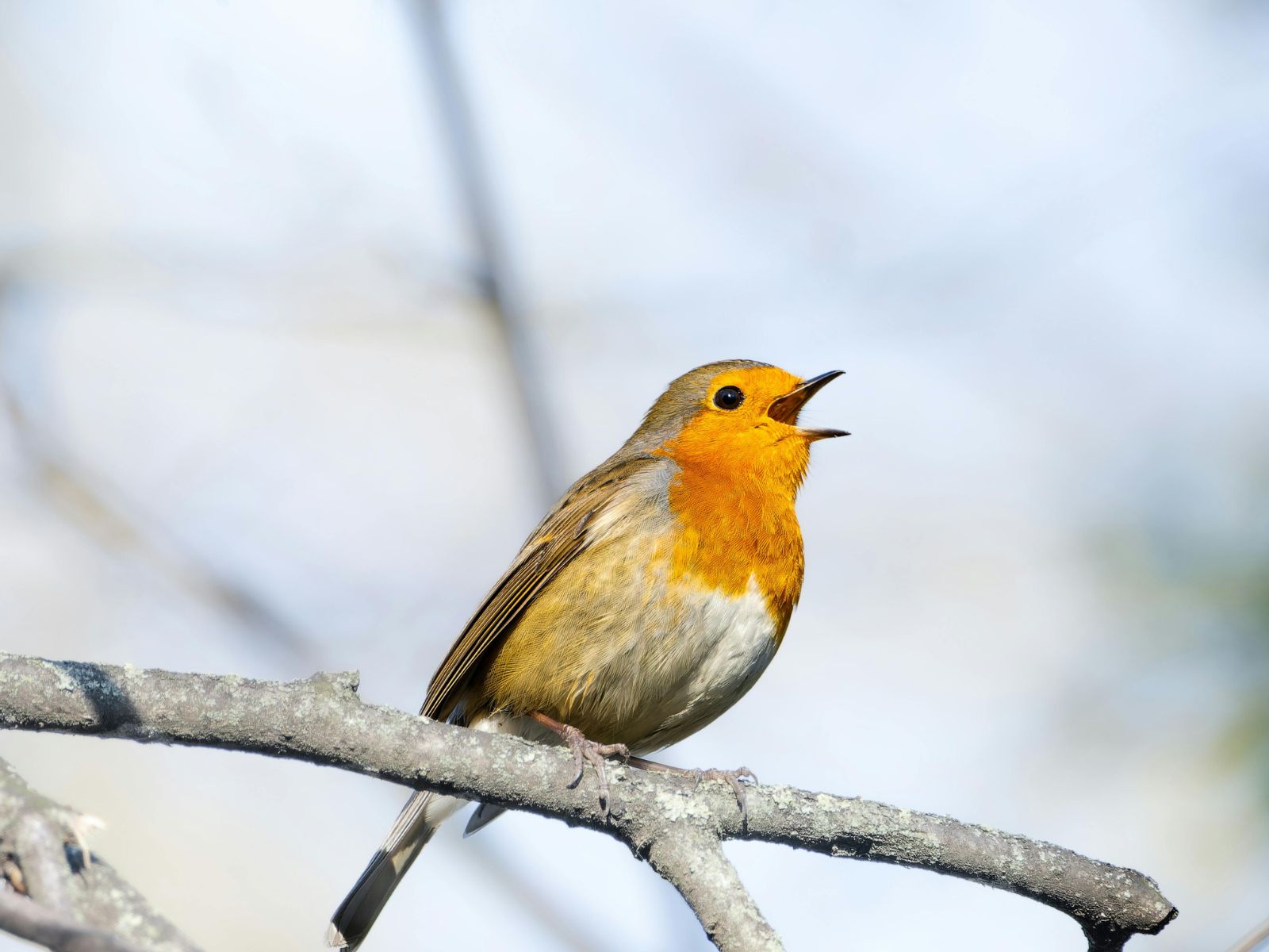 RÉVEILLEZ LA NATURE - Animation nature en famille