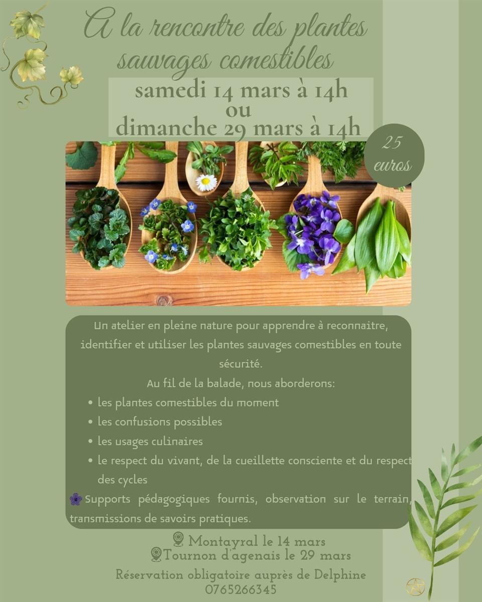 A la rencontre des plantes sauvages comestibles