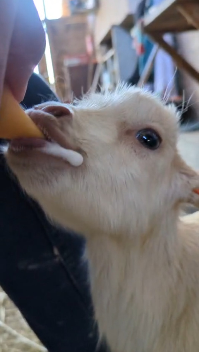 MERCREDI 18 MARS: GOÛTER A LA FERME ET BIBERON ...