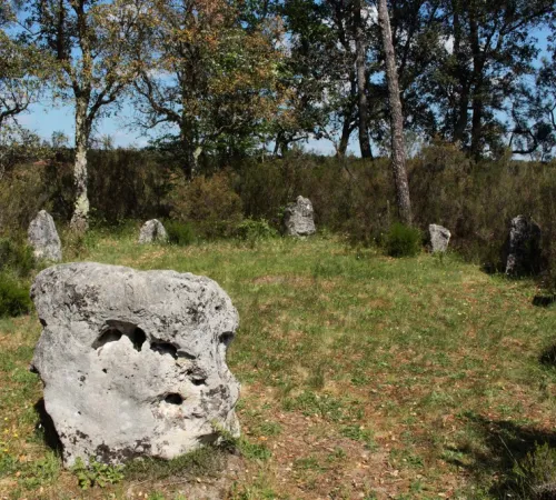 Visite guidée insolite : les secrets de la forêt landaise