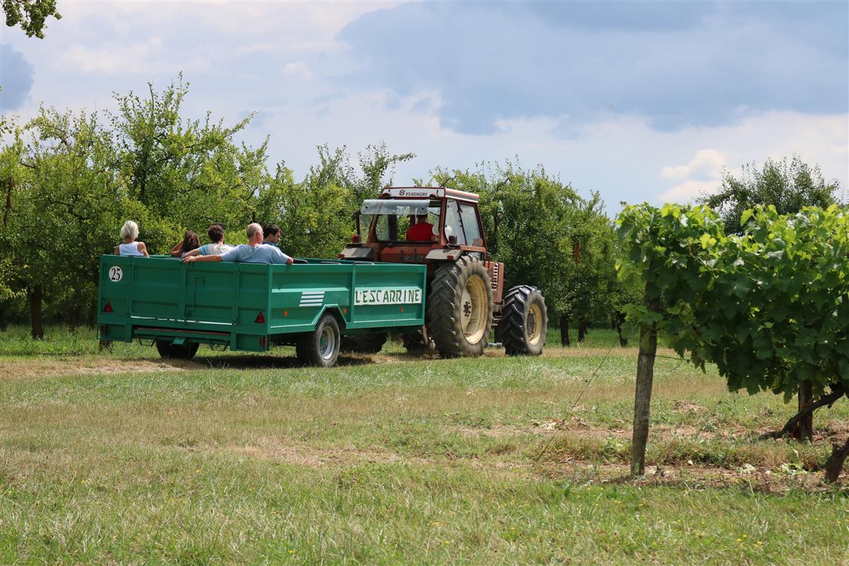 Balade insolite dans le vignoble.