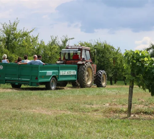 Balade insolite dans le vignoble.