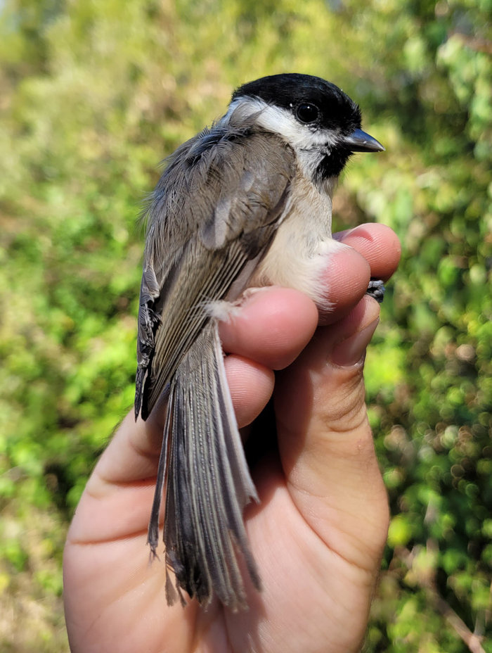 Baguage des oiseaux  migrateurs 