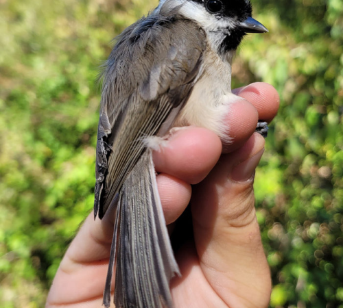 Baguage des oiseaux migrateurs