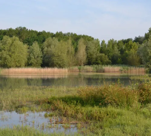 Visite de la Réserve Naturelle de l'Étang de la Mazière