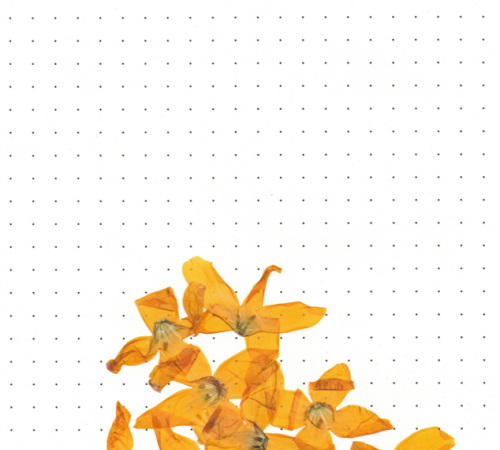 Exposition de Socheata CANTO-AING, "clarifie le coeur disperse le feu"