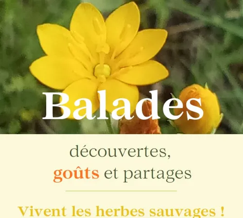 Les balades botaniques avec Vivent les herbes sauvages au Domaine les Hauts de Riquets