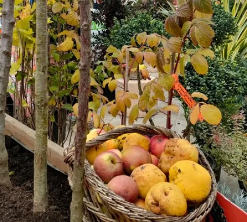 Fête des arbres et fleurs d'automne