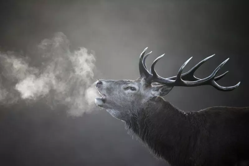 Soirée brame du cerf