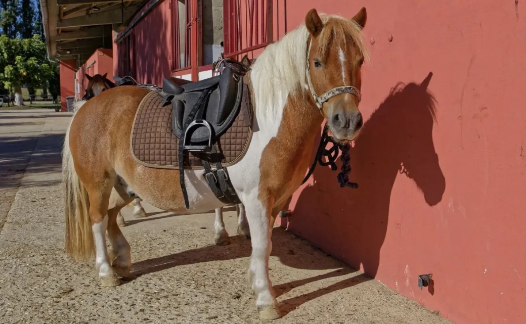 Balade à cheval ou poney