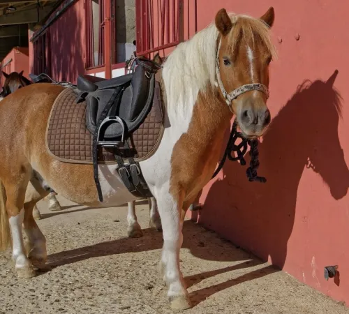 Balade à cheval ou poney