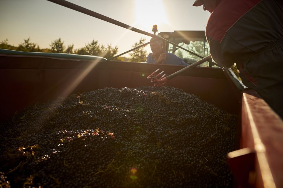 Les Vignerons de Buzet Caves à vins à BuzetsurBaïse Guide du Lot