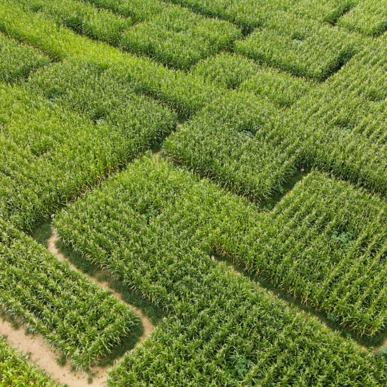 Corn Maze at The Farm and Pruneau Museum
