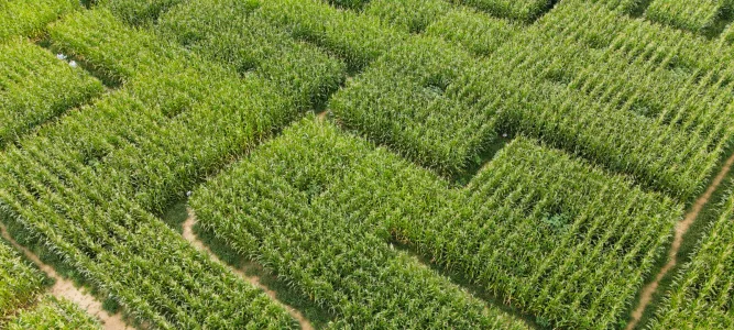 Labyrinthe de maïs de La ferme et Musée du Pruneau