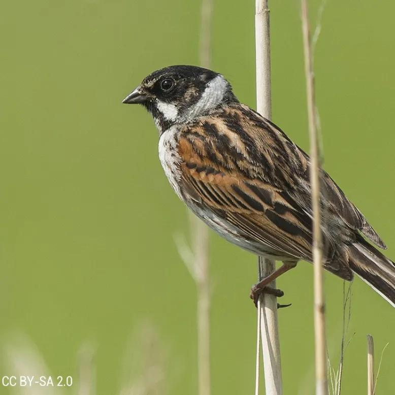 Réserve Naturelle Étang De La Mazière
