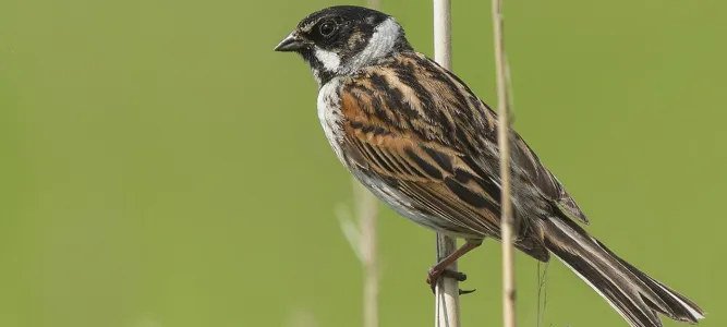 Réserve Naturelle Étang De La Mazière