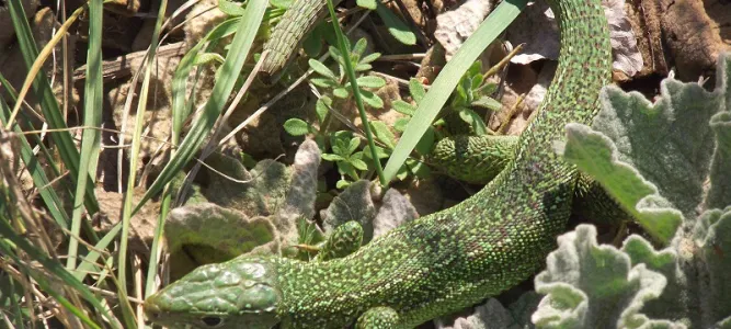 Site naturel de Lascrozes