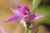 Cephalanthera rubra © Hüseyin Cahid Doğan CC BY SA 4.0