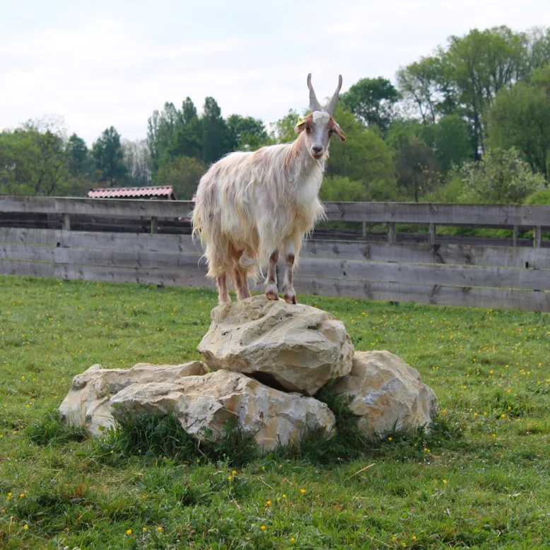 Parc du Griffon