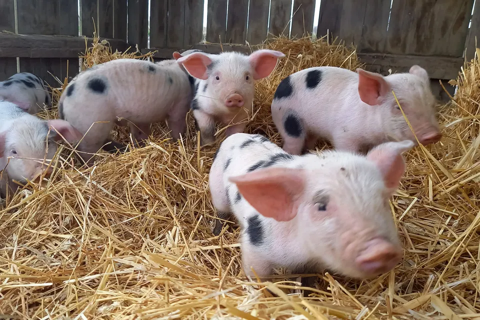 Ferme Lou Cornal