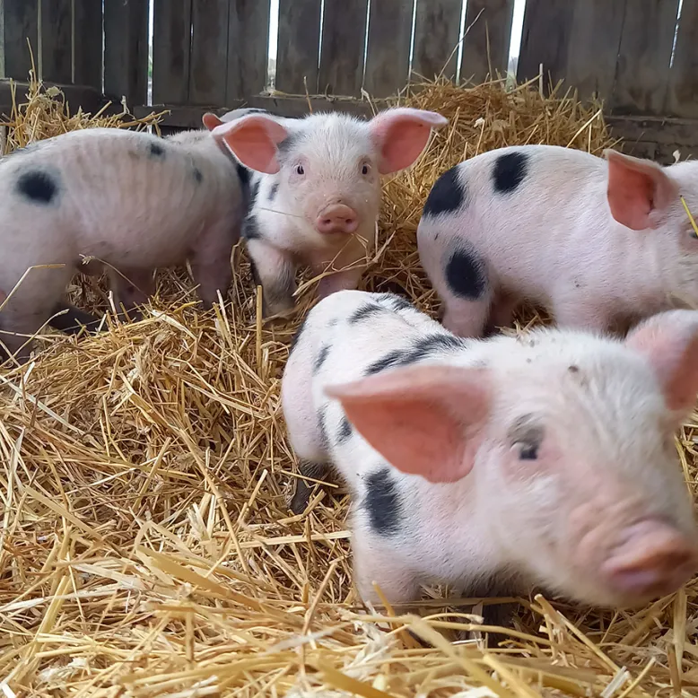 Ferme Lou Cornal