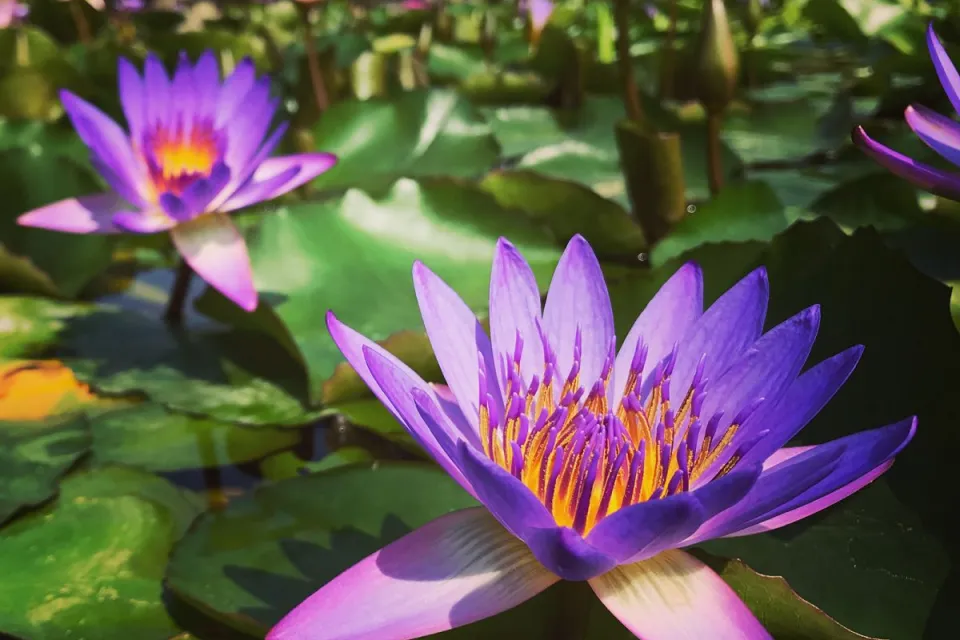 Un jardin remarquable du Lot-et-Garonne
