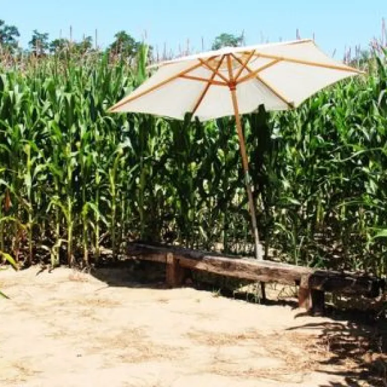 Le labyrinthe de maïs et le quizz de la Ferme ...